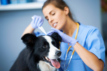 Female vet removing tick and examining a dog in clinic