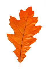 Bright red and orange autumn leaf on an isolated white background. High resolution.