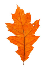 Bright red and orange autumn leaf on an isolated white background. High resolution. 