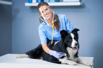 Peel and stick wall murals Veterinarians Female vet examining a dog in clinic