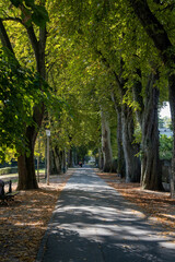 Weg unter Baumallee, Grüne Baumkronen über Strasse, Herbstlaub am Boden, Sonnenlicht wirft Schatten, 