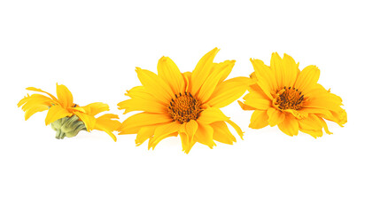 Naklejka premium Three yellow flowers isolated on a white background