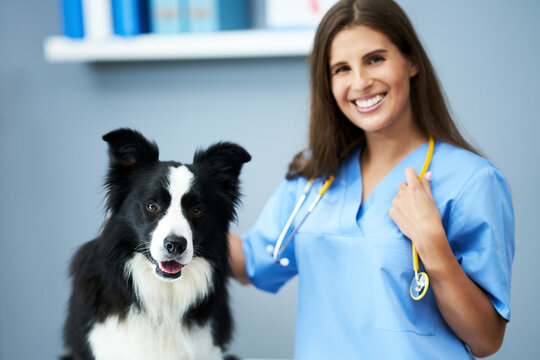 Female vet examining a dog in clinic