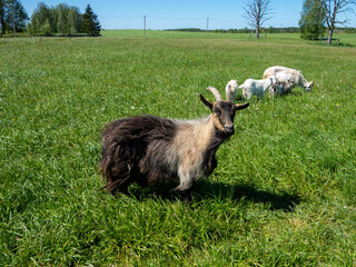 Obraz premium Goats eating green grass. Goats in meadow.