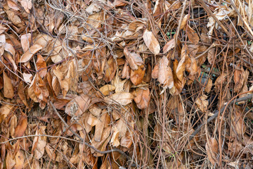 dry autumn leaves