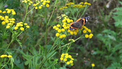  A butterfly sits on a tansy flower.