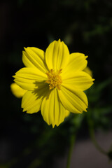 Yellow Cosmos Flower 