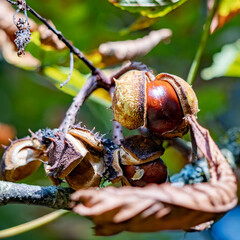 Ripe fruit of the Horse Chestnut tree commonly called conkers