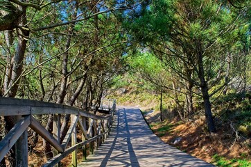 Obraz premium Wooden path among the rocks and pine trees. Vacation. Relaxation