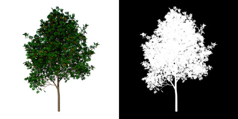 Front view tree (Adolescent sorbus aucuparia 1) white background alpha png 3D Rendering Ilustracion 3D
