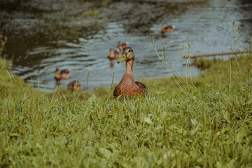 Kaczki w parku  © FotoRaf
