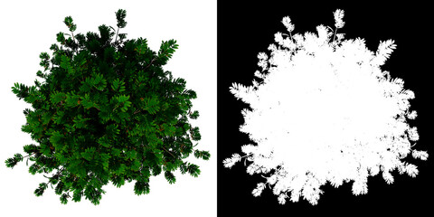 Top view tree (Adolescent sorbus aucuparia 1) white background alpha png 3D Rendering Ilustracion 3D