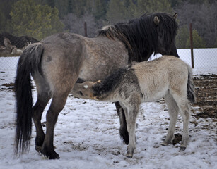 horse and foal