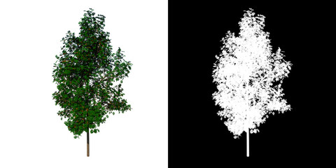 Front view tree (sorbus aucuparia 1) white background alpha png 3D Rendering Ilustracion 3D