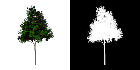 Front view tree (young sorbus aucuparia 1) white background alpha png 3D Rendering Ilustracion 3D