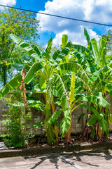 banana trees in the garden