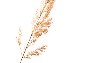 Fototapeta premium Pampas