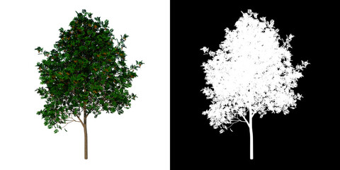 Front view tree (Adolescent sorbus aucuparia 2) white background alpha png 3D Rendering Ilustracion 3D