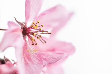 Frühling Blume 
