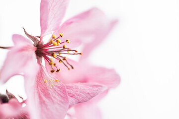 Fototapeta na wymiar Frühling Blume 