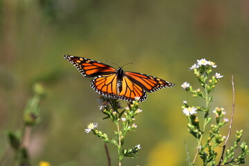 Monarch Butterfly