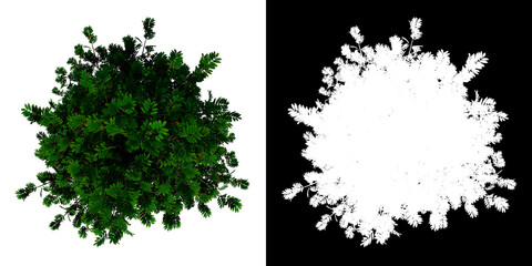 Top view tree (Adolescent sorbus aucuparia 2) white background alpha png 3D Rendering Ilustracion 3D