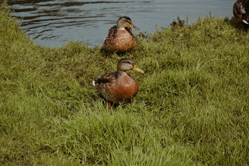 Kaczki  w parku © FotoRaf