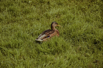 Kaczki  w parku © FotoRaf
