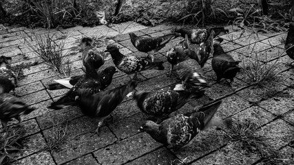 pigeons on the stone
