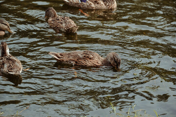 Polująca kaczka w wodzie © FotoRaf