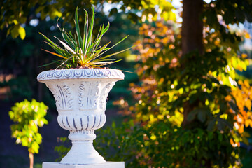
urn with flowerpot in autumn park