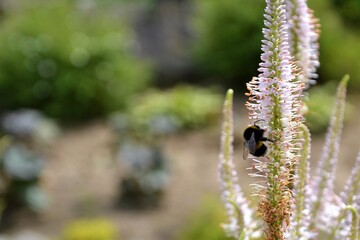 The Bombus hypnorum (tree bumblebee or new garden bumblebee) collecting pollen from the Veronica gentianoides (gentian speedwell) flowers. Selective focus