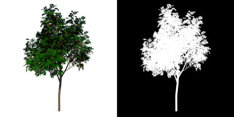 Front view tree (young sorbus aucuparia 2) white background alpha png 3D Rendering Ilustracion 3D