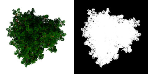 Top view tree (Young sorbus aucuparia 2) white background alpha png 3D Rendering Ilustracion 3D