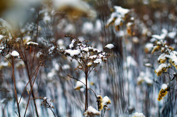 Śnieg przykrył rośliny zimą © FotoRaf