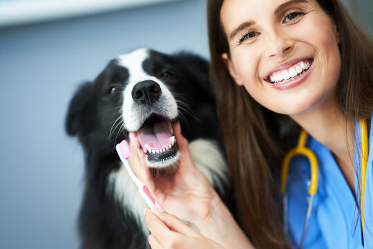 Female vet examining a dog in clinic