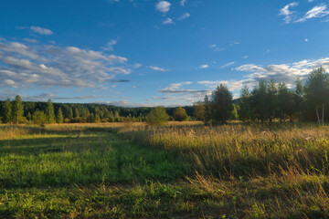 Fototapeta premium Summer landscape green meadow on a background of forest and blue sky.
