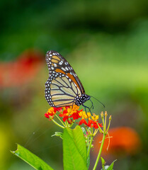 Monarch butterfly,Danaus plexippus