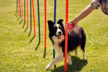 Border collie dog and a woman on an agility field