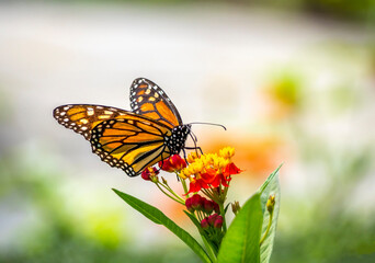 Obraz na płótnie Canvas Monarch butterfly,Danaus plexippus