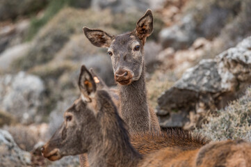 Fototapeta premium Japanese Sika Deer, wandering the Lebanese wilderness.