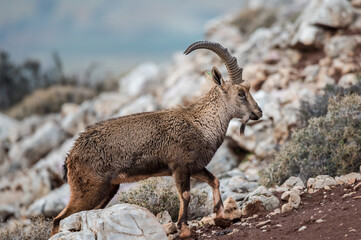 Nubian Ibex, Legendary goat climber, found in Lebanese wilderness.