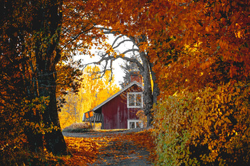 Beautiful autumn in colour in Sweden