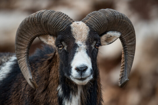 Mouflon Alpine, or Ram sheep, in Lebanese wilderness.