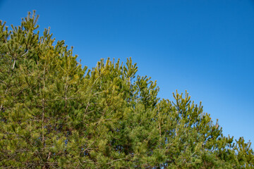 松と青空　Pine trees and the sky