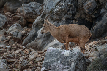 Nubian Ibex, Legendary goat climber, found in Lebanese wilderness.
