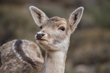 Fallow Deer, Lebanese wilderness  winter season.