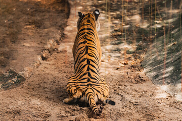 Fototapeta na wymiar the tiger imposingly defecat in the zoo