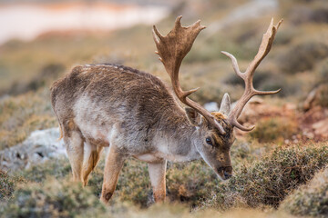 Fallow Deer captured in Lebanese wilderness, in fall season.