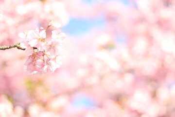 Obraz na płótnie Canvas Close up of beautiful and cute Kawazu sakura (cherry blossom) flowers, wallpaper background, soft focus